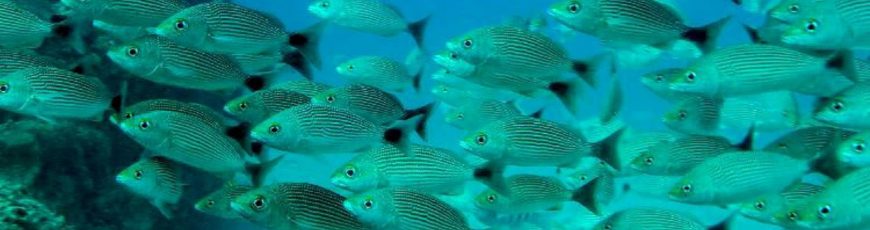 El calentamiento oceánico provoca un descenso de la cantidad de peces del 20% anual