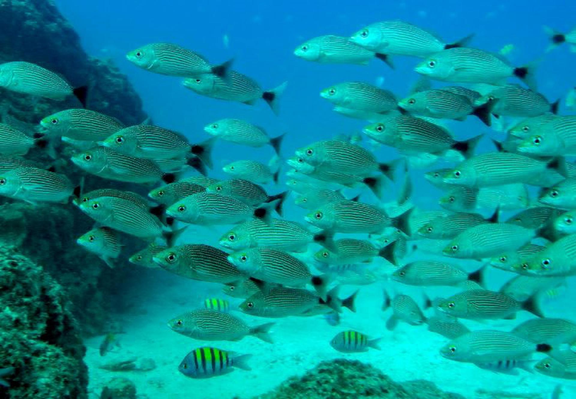 El calentamiento oceánico provoca un descenso de la cantidad de peces del 20% anual
