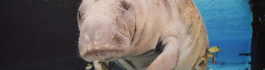 Aumenta población de marsopas sin aleta en río Yangtse en China