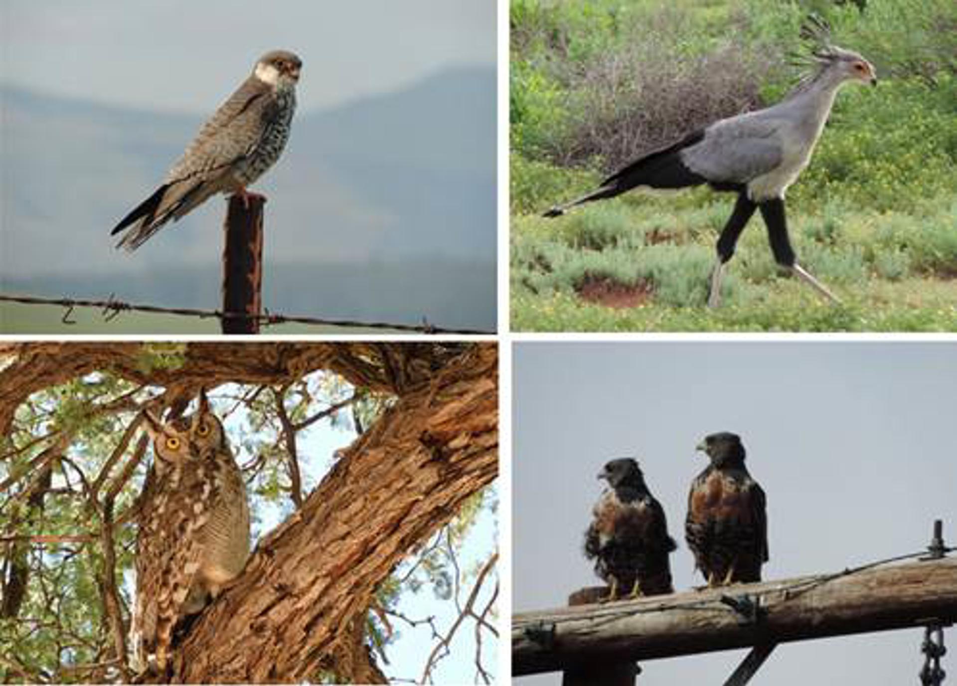 La mitad de las grandes aves africanas han sufrido descensos superiores al 50 por ciento
