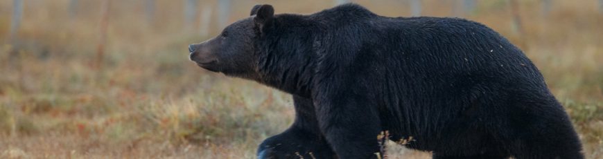 Francia detecta aumento de osos en Pirineos y alerta de reducción de diversidad genética