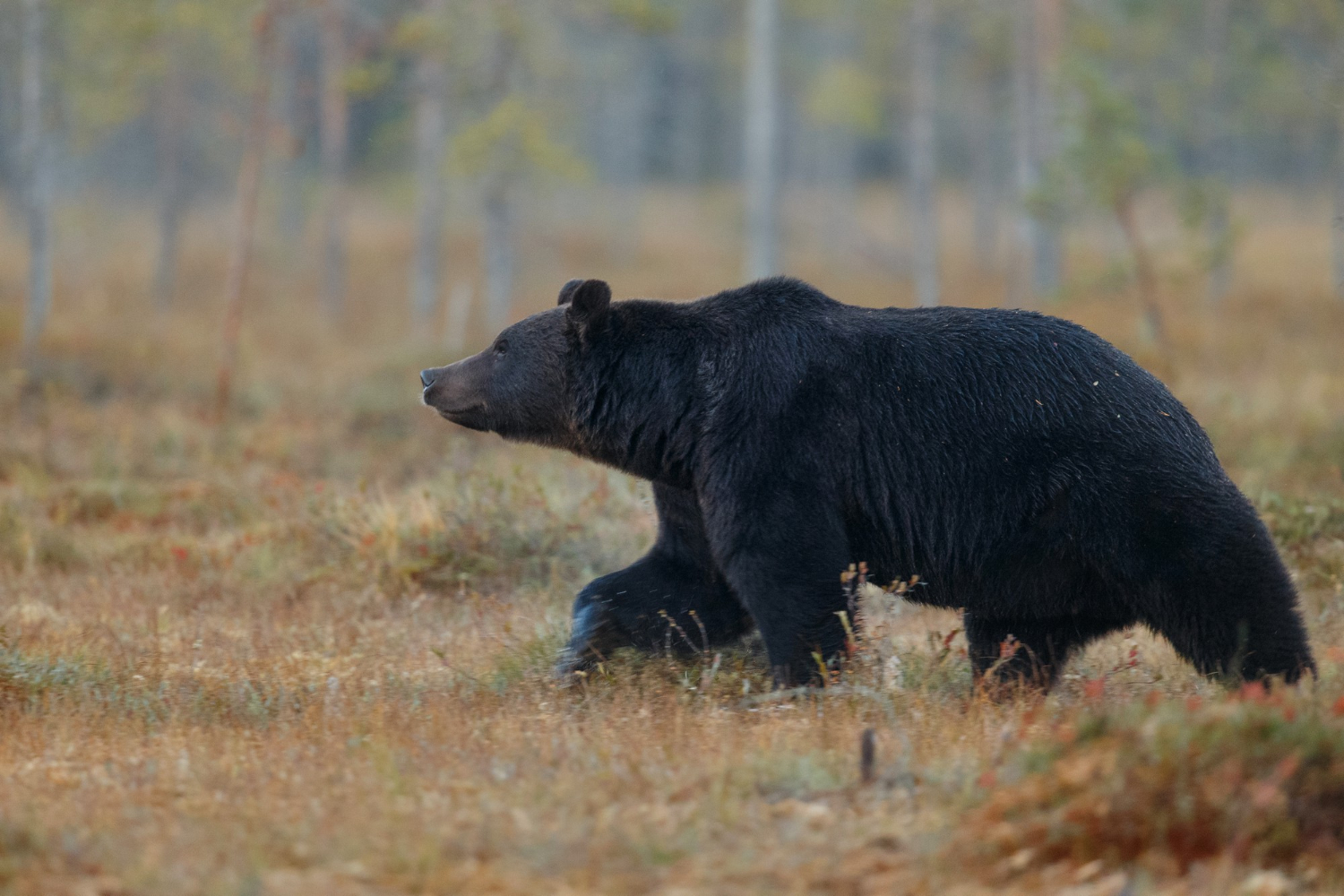 Francia detecta aumento de osos en Pirineos y alerta de reducción de diversidad genética