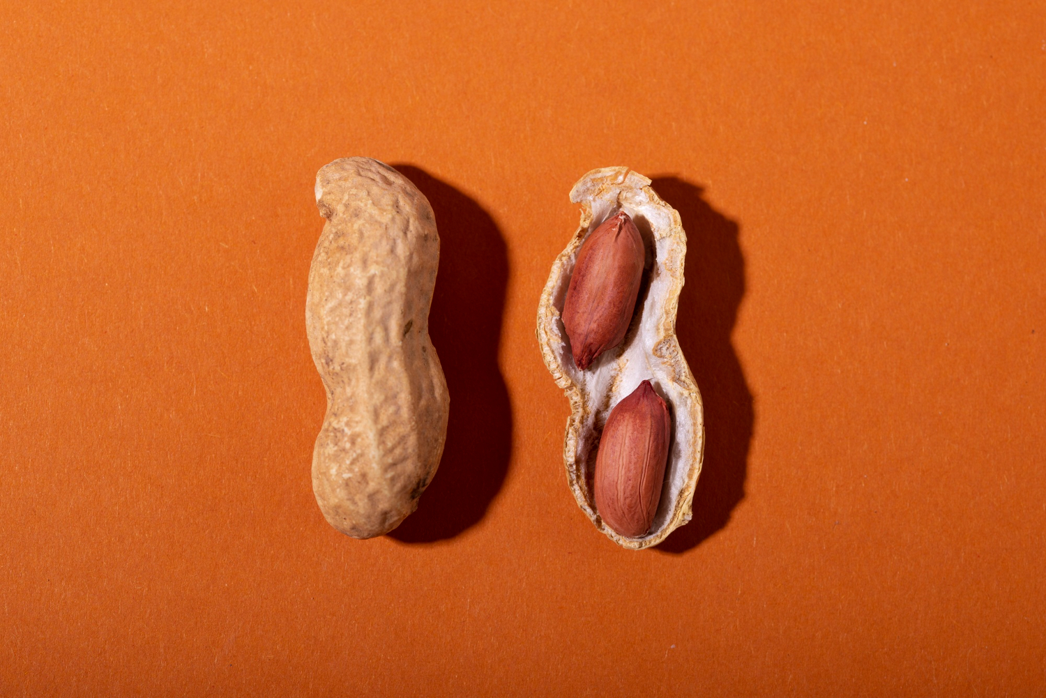 Las bacterias de la saliva pueden ayudar a reducir las reacciones alérgicas al cacahuete