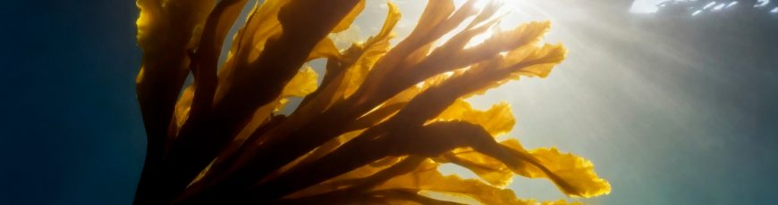 Un estudio revela que Australia tiene alga tóxica en sus playas desde hace una década