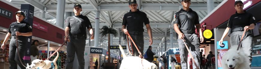 Combatir el estrés de volar con perros: el pionero programa del aeropuerto AIFA de México