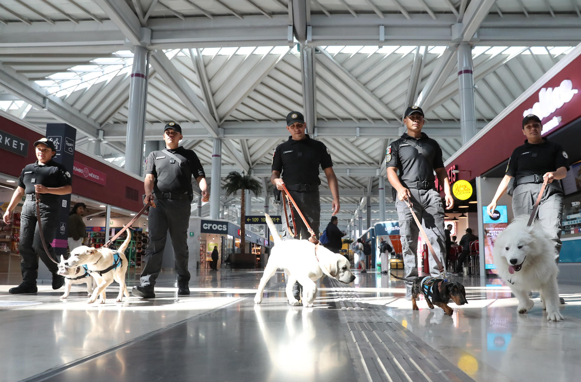 Combatir el estrés de volar con perros: el pionero programa del aeropuerto AIFA de México