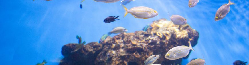 Flotas pesqueras frente a la Isla de Pascua sobreexplotan las especies, según bióloga