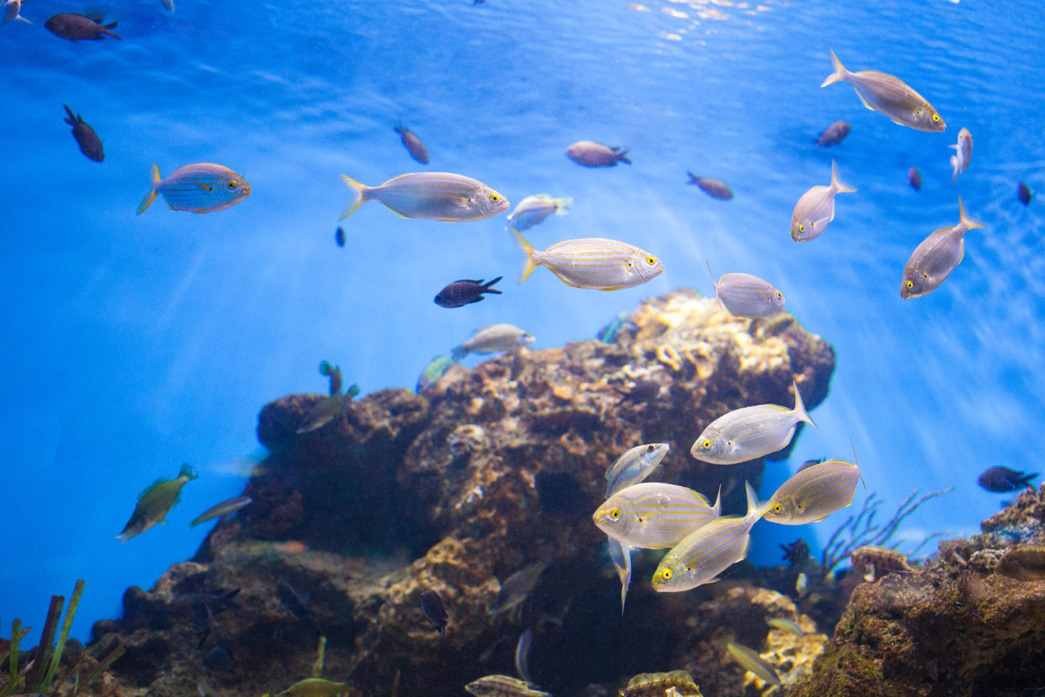 Flotas pesqueras frente a la Isla de Pascua sobreexplotan las especies, según bióloga