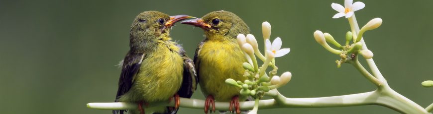 Una de cada 5 especies de aves migratorias, en peligro de extinción, alerta SEO/BirdLife