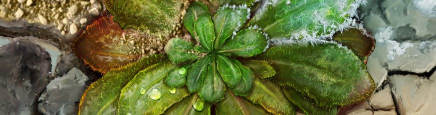 Las plantas se adaptan rápido al cambio climático, pero el calor extremo fija sus límites