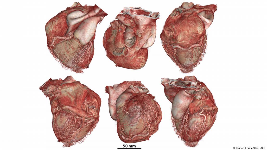 El «Google Earth» del cuerpo humano es ya una realidad