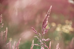 844-3-CIENCIA_Pasto rosado_
