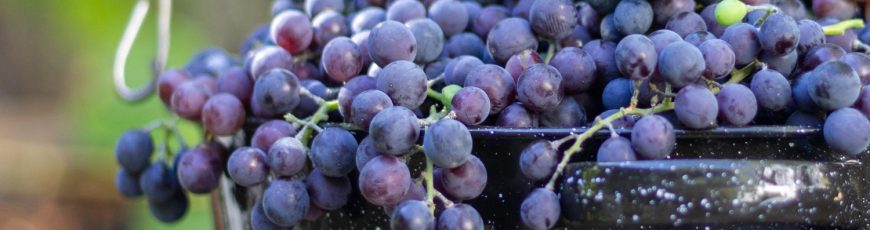 UNCuyo desarrolla colorímetro para la industria del vino
