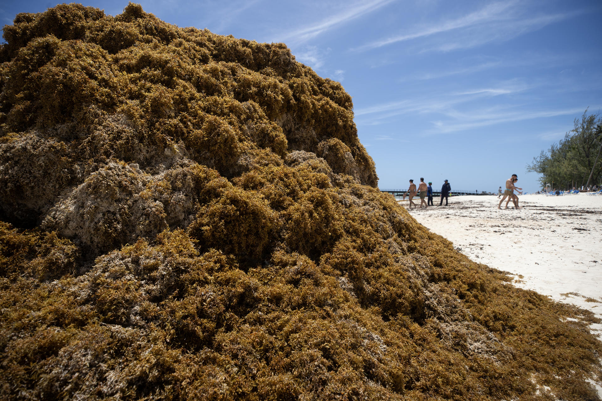 IPN convierte sargazo en electrodos para limpiar agua