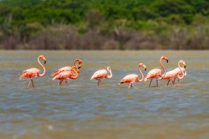 848-1-CIENCIA_Flamencos rosados_