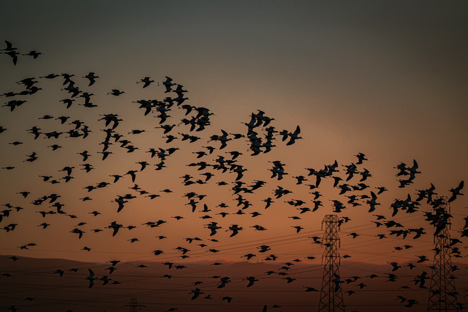 China protege rutas clave de aves migratorias