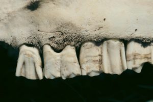 850-1-CIENCIA_fósil dental_