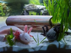 851-3-CIENCIA_Acuario michín_