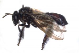 Describen una nueva mosca en la Amazonía ecuatoriana que imita a las abejas sin aguijón