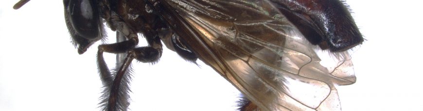 Describen una nueva mosca en la Amazonía ecuatoriana que imita a las abejas sin aguijón