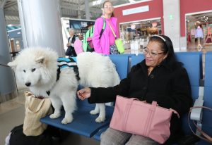 Combatir el estrés de volar con perros: el pionero programa del aeropuerto AIFA de México