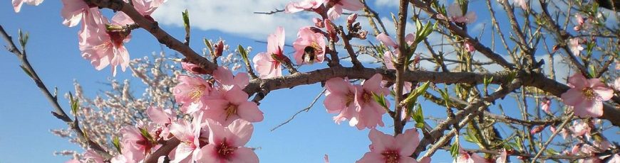 El secreto de las flores: ¿cómo saben las plantas que ha llegado la primavera?
