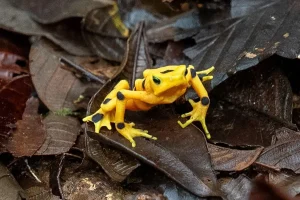 Rana_dorada_Panama