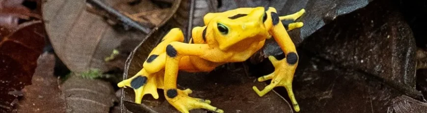 Más cerca del regreso de la casi extinta rana dorada a su hábitat natural en Panamá