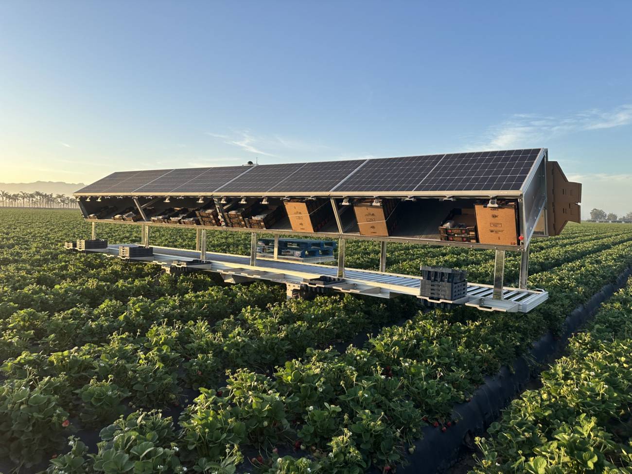 Robots agricultores y ganaderos armados de inteligencia artificial, así son las granjas del futuro