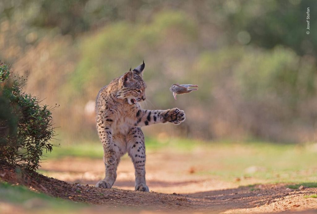 Fotografía ganadora del Premio del Público del certamen Fotógrafo de Vida Silvestre del Año organizado por el Museo de Historia Natural de Londres. / © Josef Stefan, Wildlife Photographer of the Year