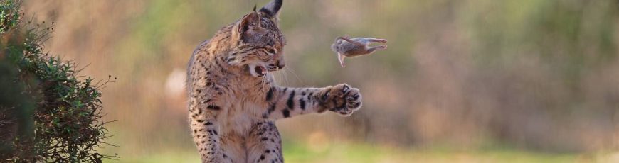 Esta imagen del lince ibérico, ganadora del Wildlife Photographer of the Year 2026