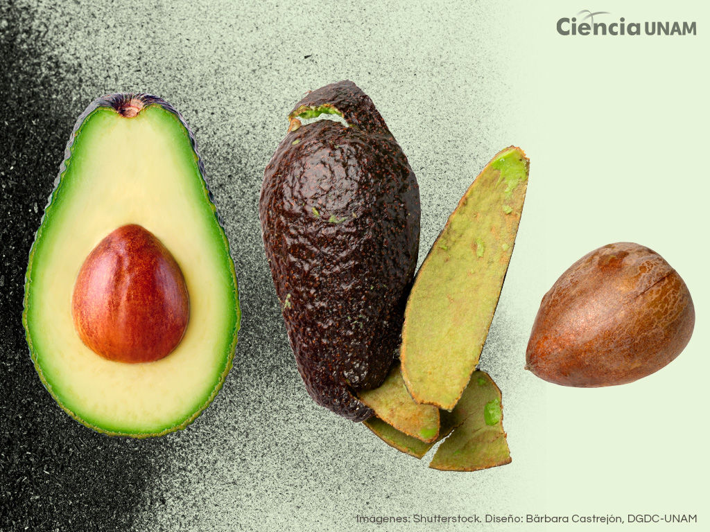 Purificar el agua con residuos de aguacate