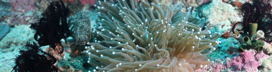 Bruselas promueve una alianza global para mejorar observación y protección de los océanos