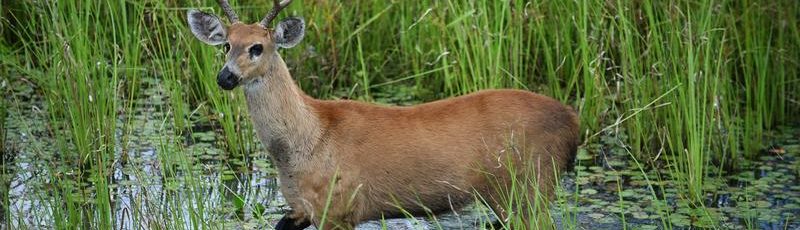 Brasil anuncia ampliación de áreas protegidas en el bioma del Pantanal