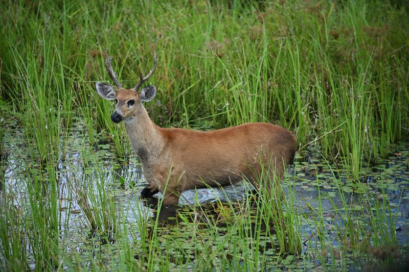 Brasil anuncia ampliación de áreas protegidas en el bioma del Pantanal