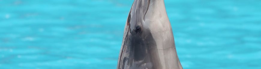 Estudio detecta contaminantes de dispositivos electrónicos en delfines de Hong Kong