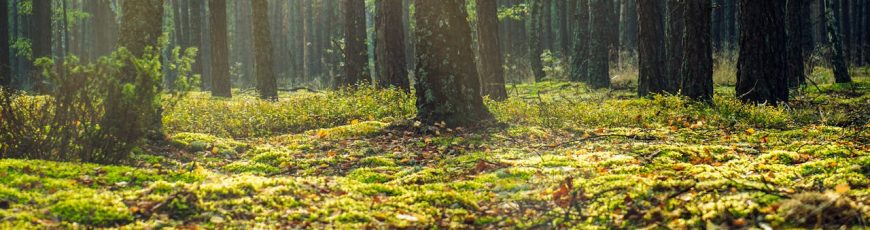 Guía documenta por primera vez diversidad de frutos y semillas en bosque andino de Ecuador