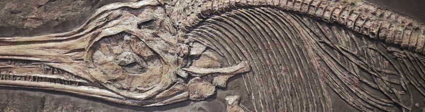 Hallazgo de fósil marino gigante en Marruecos arroja luz sobre la era de los dinosaurios