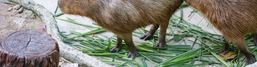 Capibara ¿Qué tanto sabes del roedor más grande del mundo?