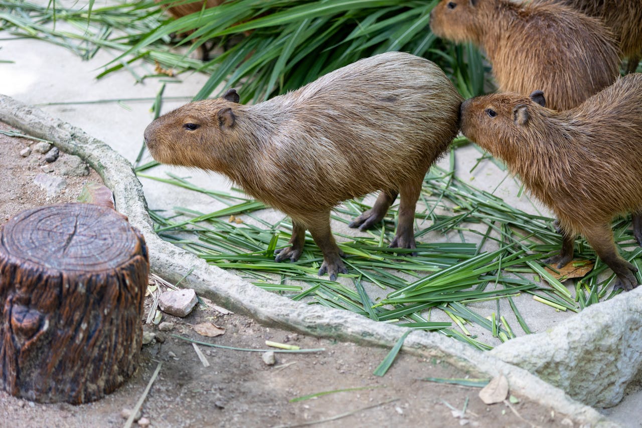 Capibara ¿Qué tanto sabes del roedor más grande del mundo?