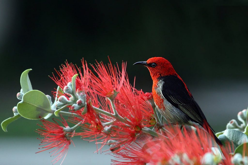Foto de Pixabay: https://www.pexels.com/es-es/foto/pajaro-rojo-y-negro-sobre-flores-rojas-36762/