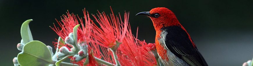 Perú ha descubierto más de 50 nuevas especies en áreas protegidas en los últimos 5 años