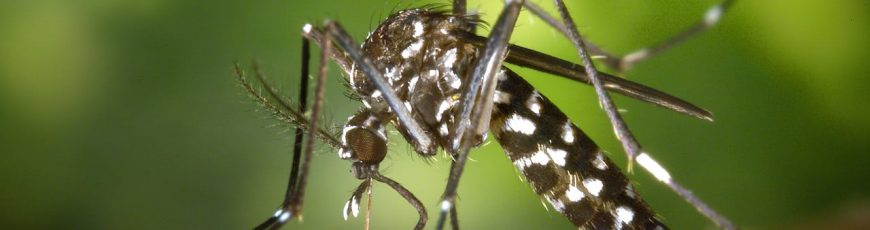 Plataforma internacional monitorea dengue para mejorar vigilancia