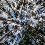 La deforestación en la Amazonía brasileña crece un 7,3 % en febrero