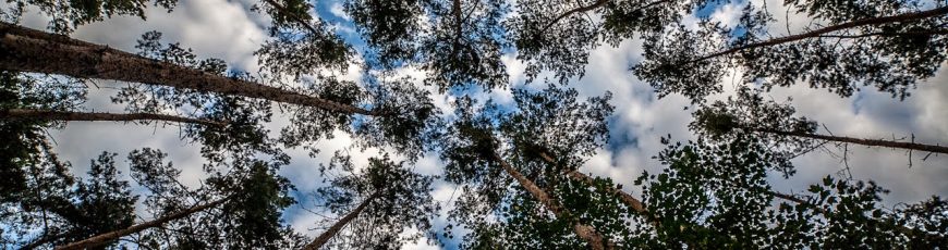 La deforestación en la Amazonía brasileña crece un 7,3 % en febrero