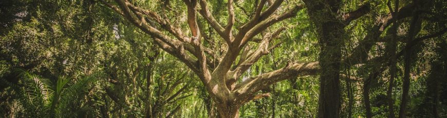Degradación de bosques tropicales altera el papel ecológico de carroñeros, según estudio