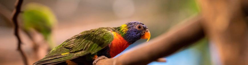 Ambientalistas en Texas rechazan plan de SpaceX para adquirir parte de una reserva natural