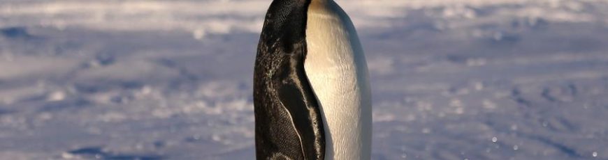 Pingüino emperador y lobo marino antártico están «en peligro de extinción» debido a cambio climático, alerta UICN