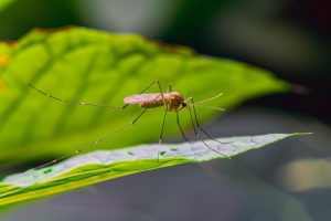 297-2-CIENCIA_Mosquito hábitat_