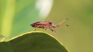 297-8-CIENCIA_Chagas enfemedad tropican desatendida_